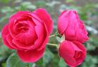 The Captain of Hearts rose photo