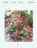ZARsbjoh rose photo