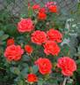 All a Twitter rose photo