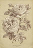 Impératrice Eugénie rose photo