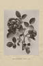 Earl of Pembroke rose photo