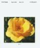 CA33 rose photo