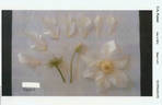 Evipo055 clematis photo
