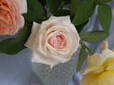 Pink Chiffon rose photo