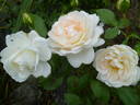 Marita rose photo