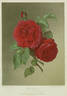 Reverend H. d'Ombrain rose photo