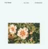 SPRomel rose photo