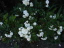 Čipka rose photo