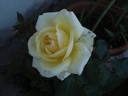 Simply Heaven rose photo