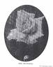 Mrs. Beckwith rose photo