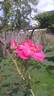 DLFED 3 rose photo