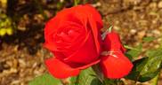 Mother's Value rose photo