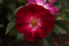 Sultry Sangria ™ rose photo