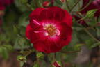Sultry Sangria ™ rose photo