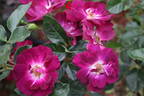 Sultry Sangria ™ rose photo