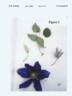 Evipo040 clematis photo