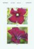 Vitiwester clematis photo