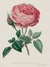 Duchess of Sutherland rose photo