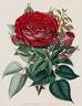 Géant des Batailles rose photo