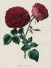 Margat jeune rose photo