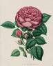William Griffith rose photo