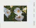Milly Winterjewel rose photo