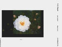 Milly Winterjewel rose photo