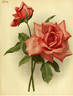 Mrs. W. J. Grant rose photo