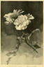 Rosa pissartii Carr. Synonym rose photo