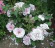 Dream Lover rose photo