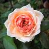 Charles de Nervaux rose photo