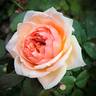 Charles de Nervaux rose photo