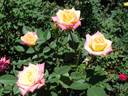 Pixie Dust rose photo