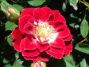 Wonderful News rose photo