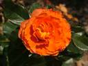 G.P. rose photo