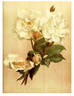 Madame Pernet-Ducher rose photo