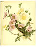 Altaica rose photo