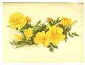 <i>Rosa lutea flore pleno</i> Pronville synonym rose photo