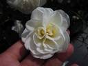 Kailani ™ rose photo