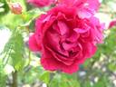 Marie Henriette Gräfin Chotek rose photo