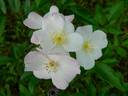 Belin rose photo