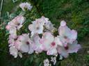 Belin rose photo