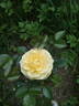 Yellow Clementine rose photo