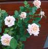 Rêve Abricot rose photo