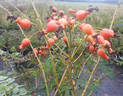 <i>Rosa</i> X <i>davidii</i> 'Fenja' rose photo