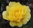 Banco 86 ® rose photo
