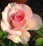 Sweet Beauty rose photo
