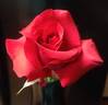 Let Freedom Ring ™ rose photo