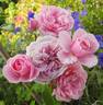 Roseninsel rose photo