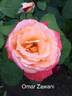 Dr. Omar Zawani rose photo